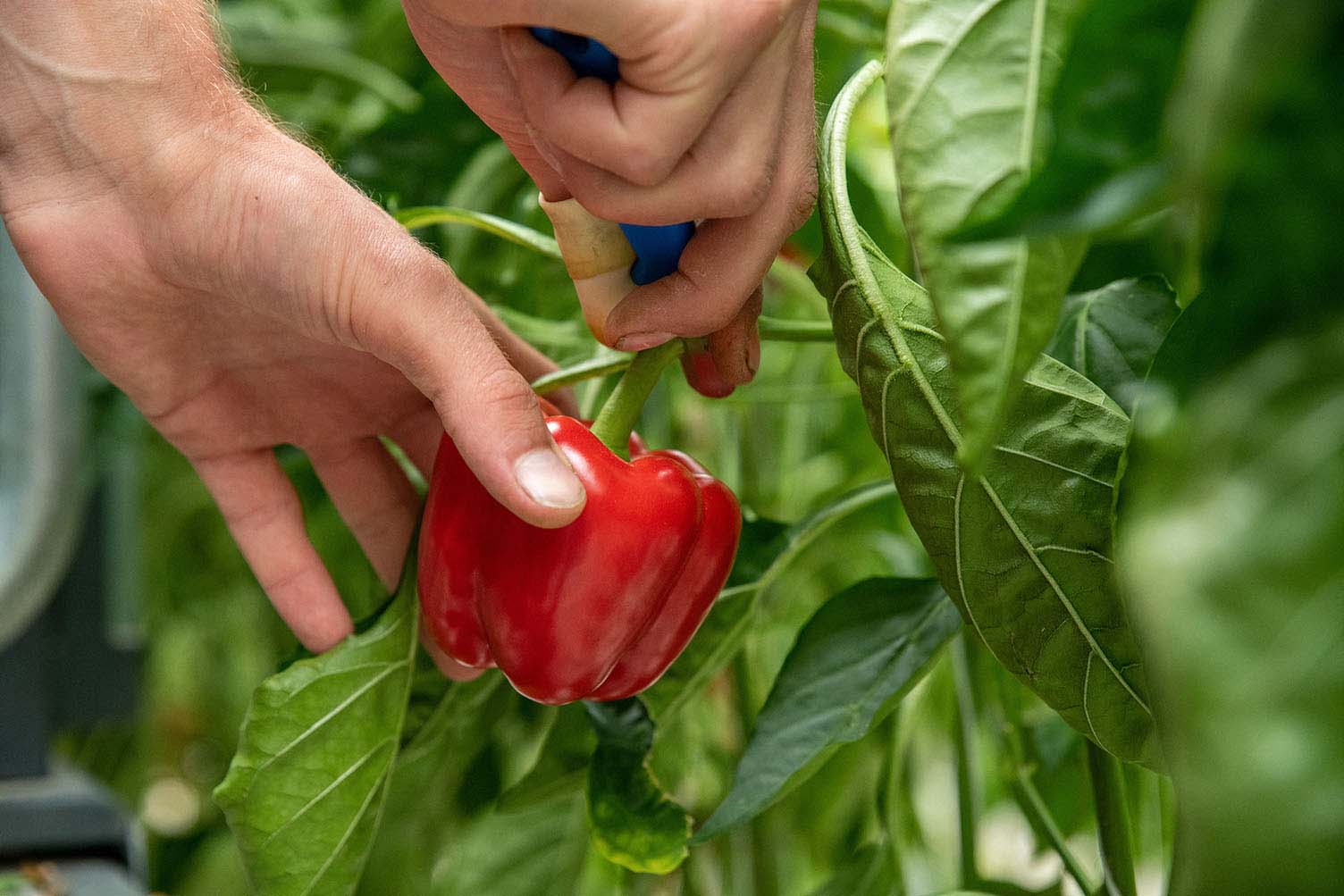 How To Grow And Care For Capsicum Love The Garden